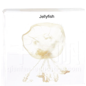 Jellyfish Educational Embedded Specimen